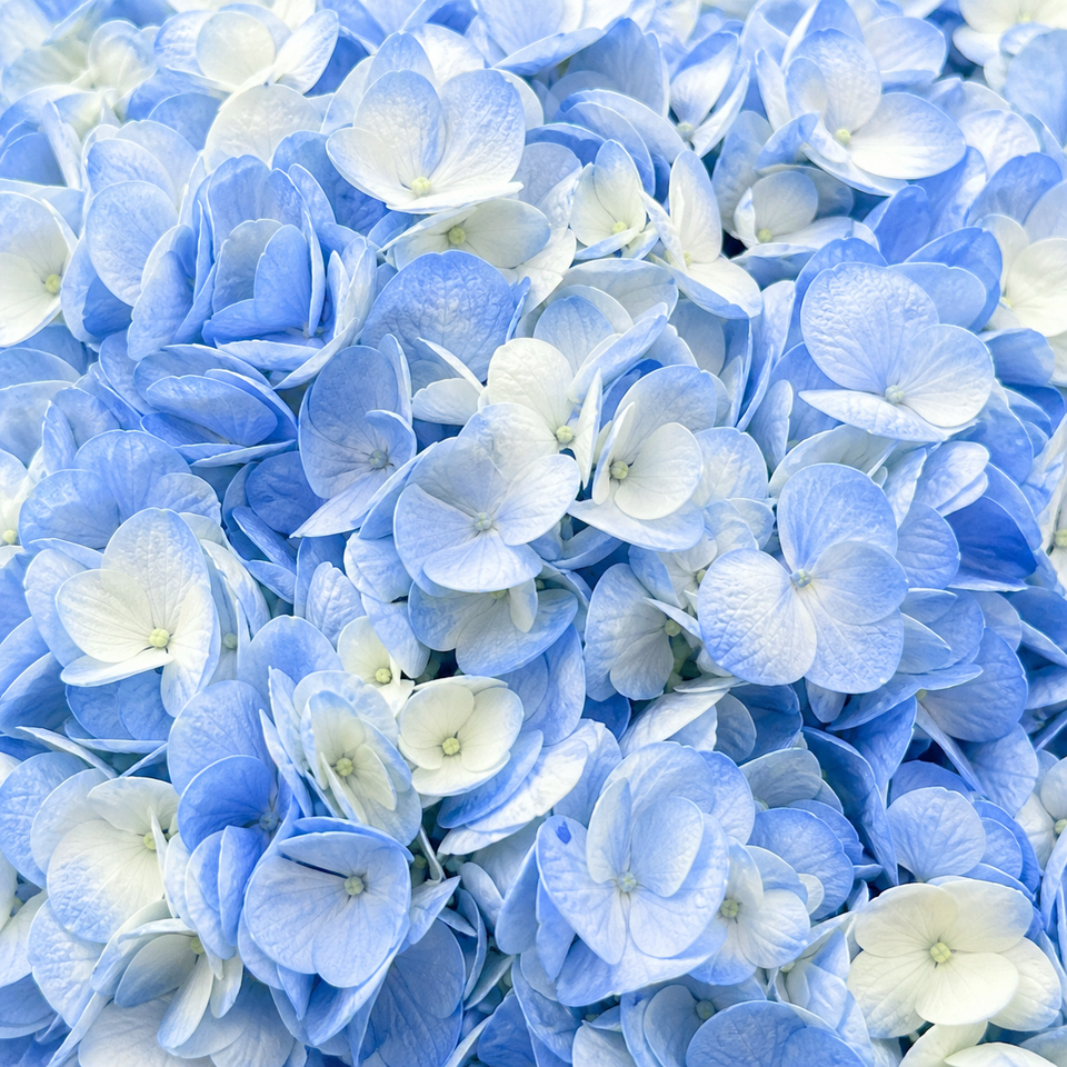 Hydrangeas