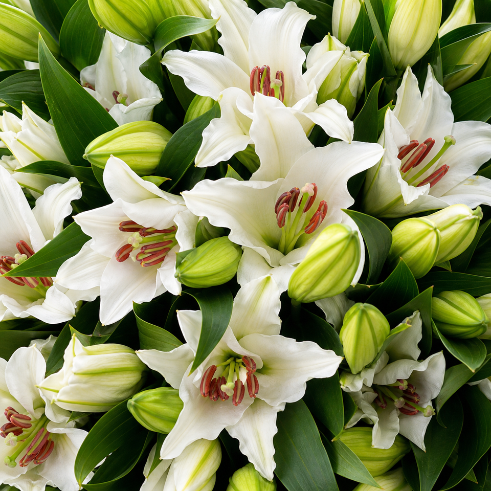 Lilies