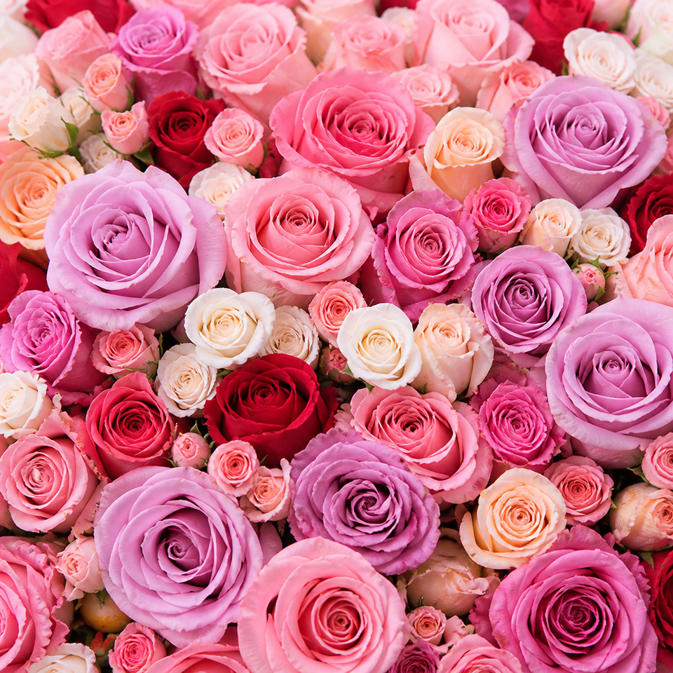 Roses