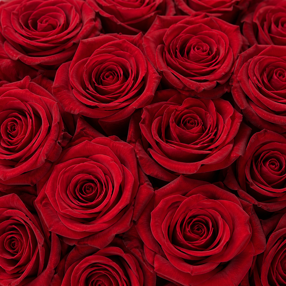 Red roses