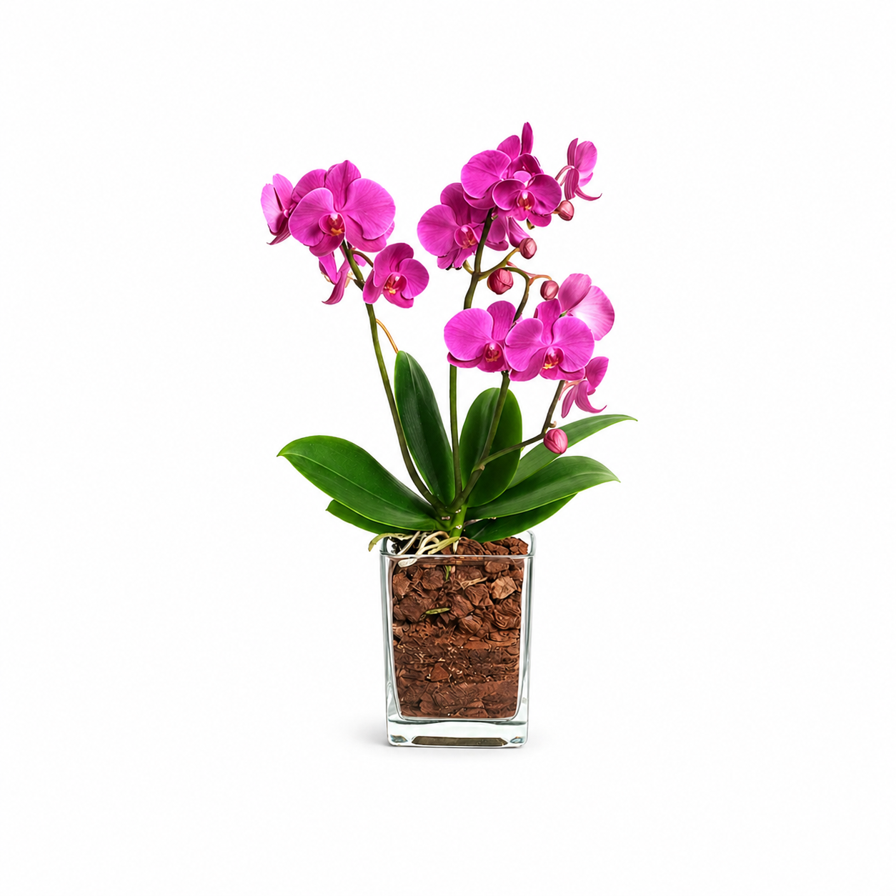Pinkfarbene Phalaenopsis-Orchidee mit sattem Grün