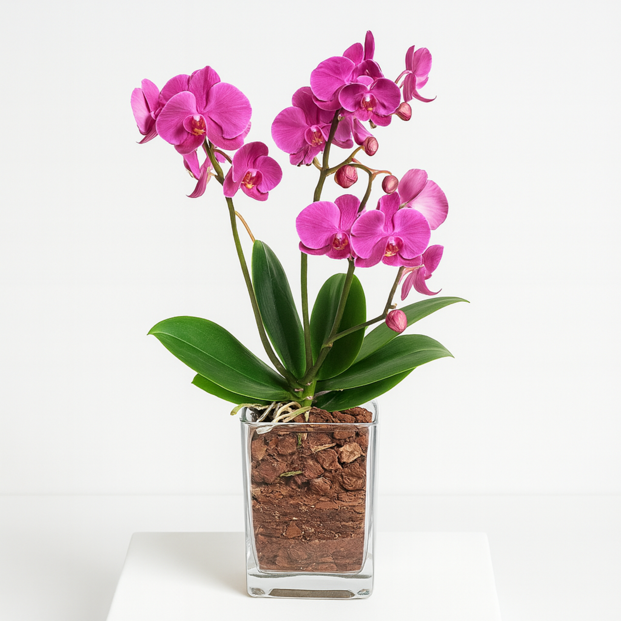 Exotische Schönheit