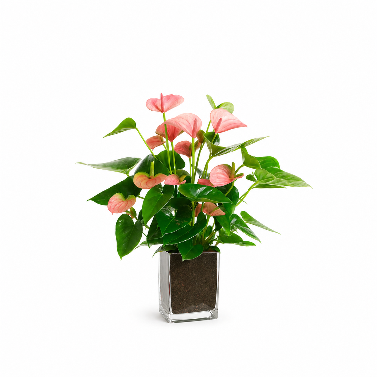 Rosa Anthurie mit satten grünen Blättern