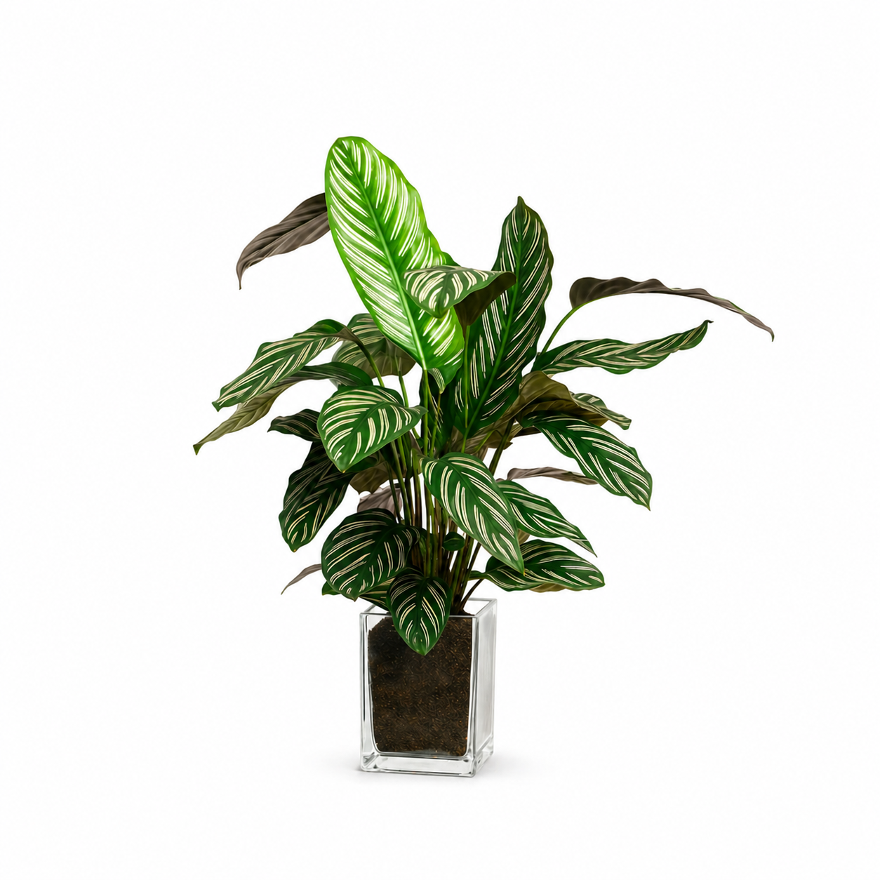 Calathea Zimmerpflanze mit grün-weiß gemusterten Blättern