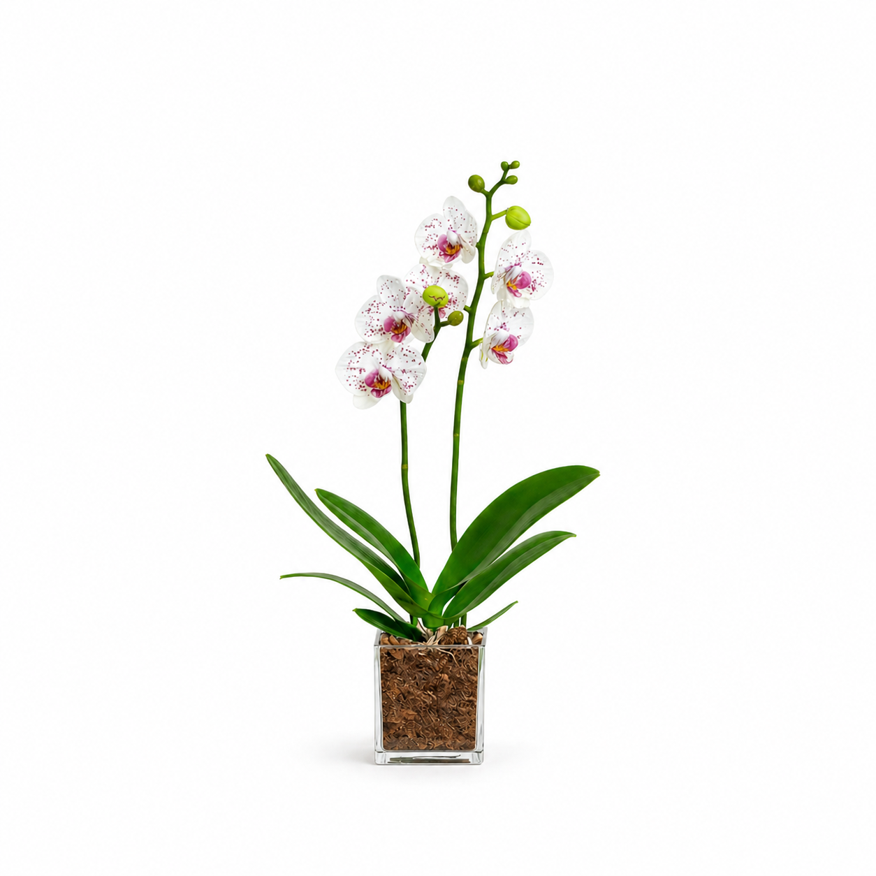 Weiße Phalaenopsis-Orchidee mit rosa Akzenten