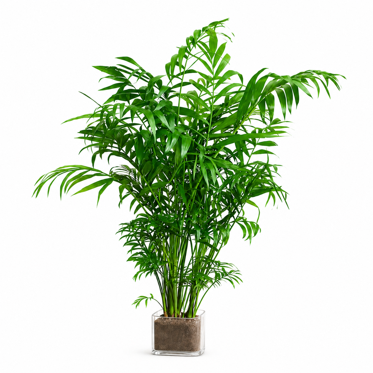 Grünpalme mit tropischen grünen Blättern